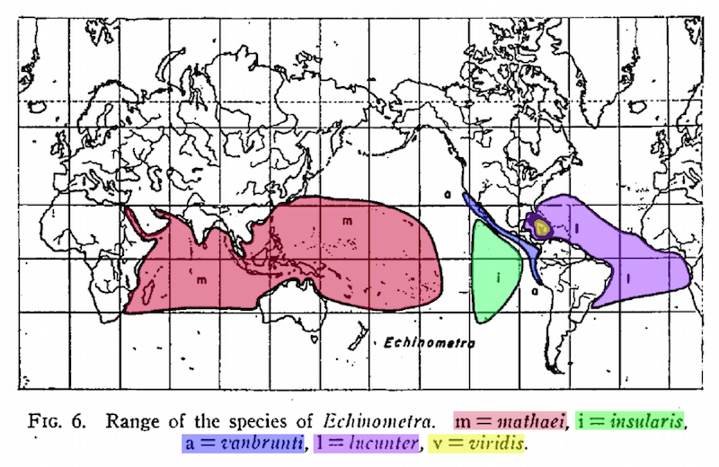Species range map, drawn by Mayr, for the tropical sea urchin genus _Echinometra_ to suggest a strong geographic separation of species