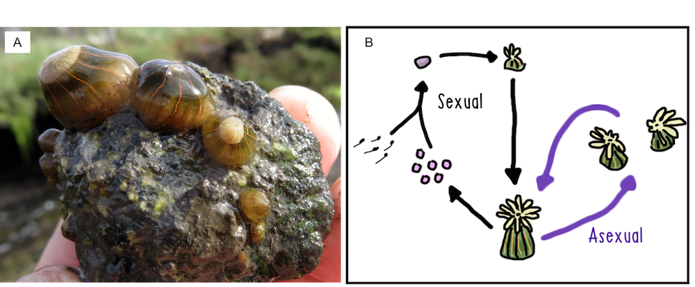 sea anemone life cycle