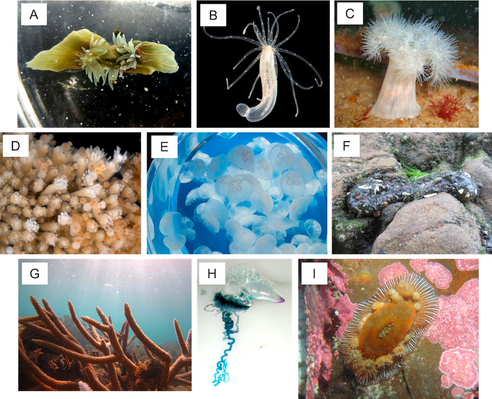 sea anemone life cycle