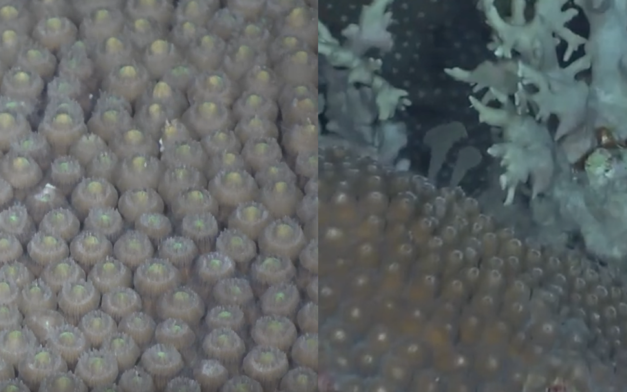 _Montastraea cavernosa_ eggs in the polyps on a female colony, soon to be released (left). Sperm  released from a male _M. cavernosa_ colony (right). Image credit: GFOE/NOAA