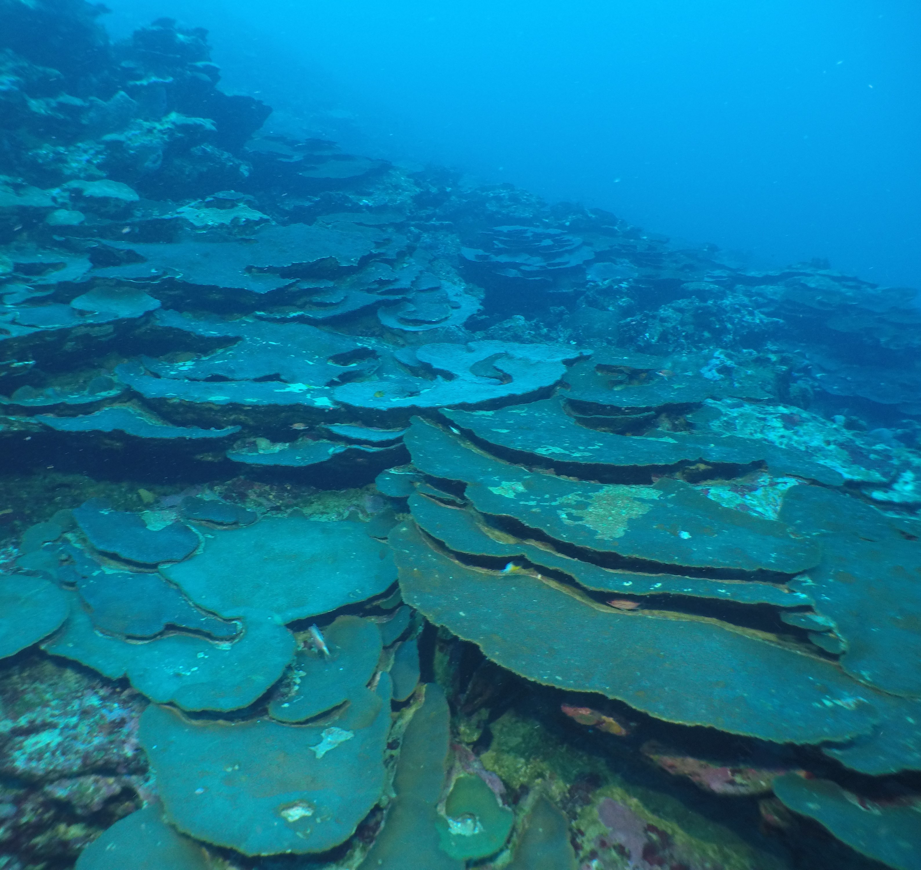 Plating corals 40-50m deep at the FGBNMS. Image credit: GFOE/NOAA