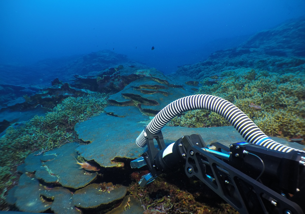 ROV _Yogi_ samples a plating coral. Image credit: GFOE/NOAA